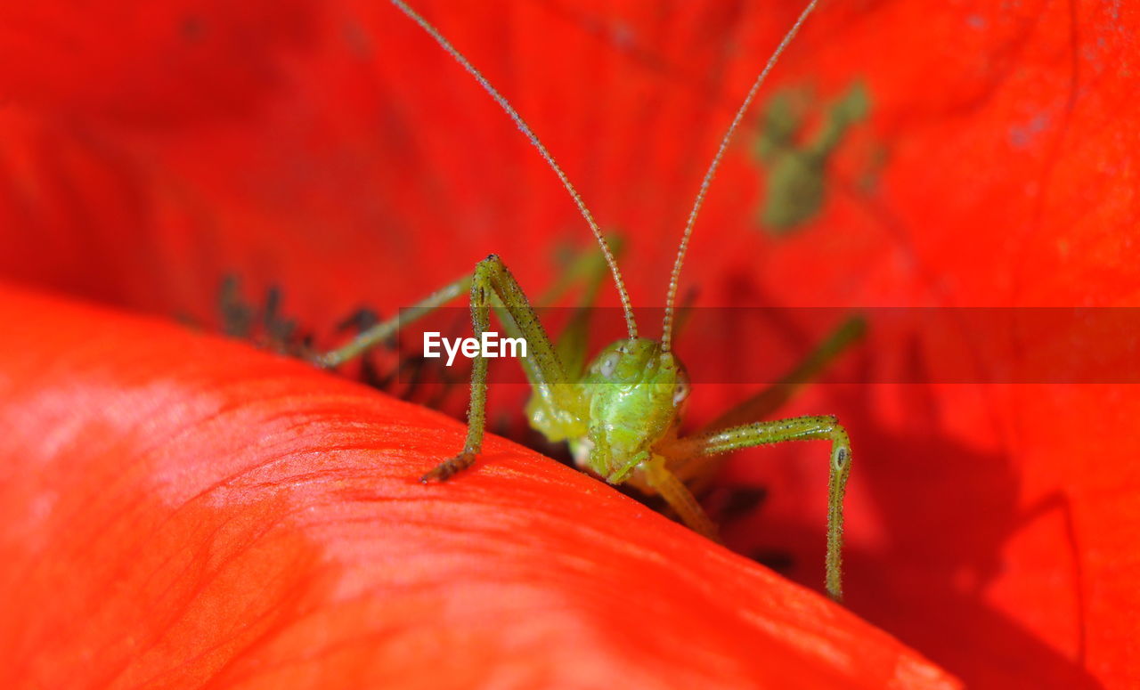 EXTREME CLOSE-UP OF INSECT