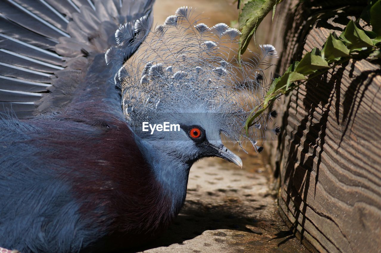 Close-up of victoria crowned pigeon