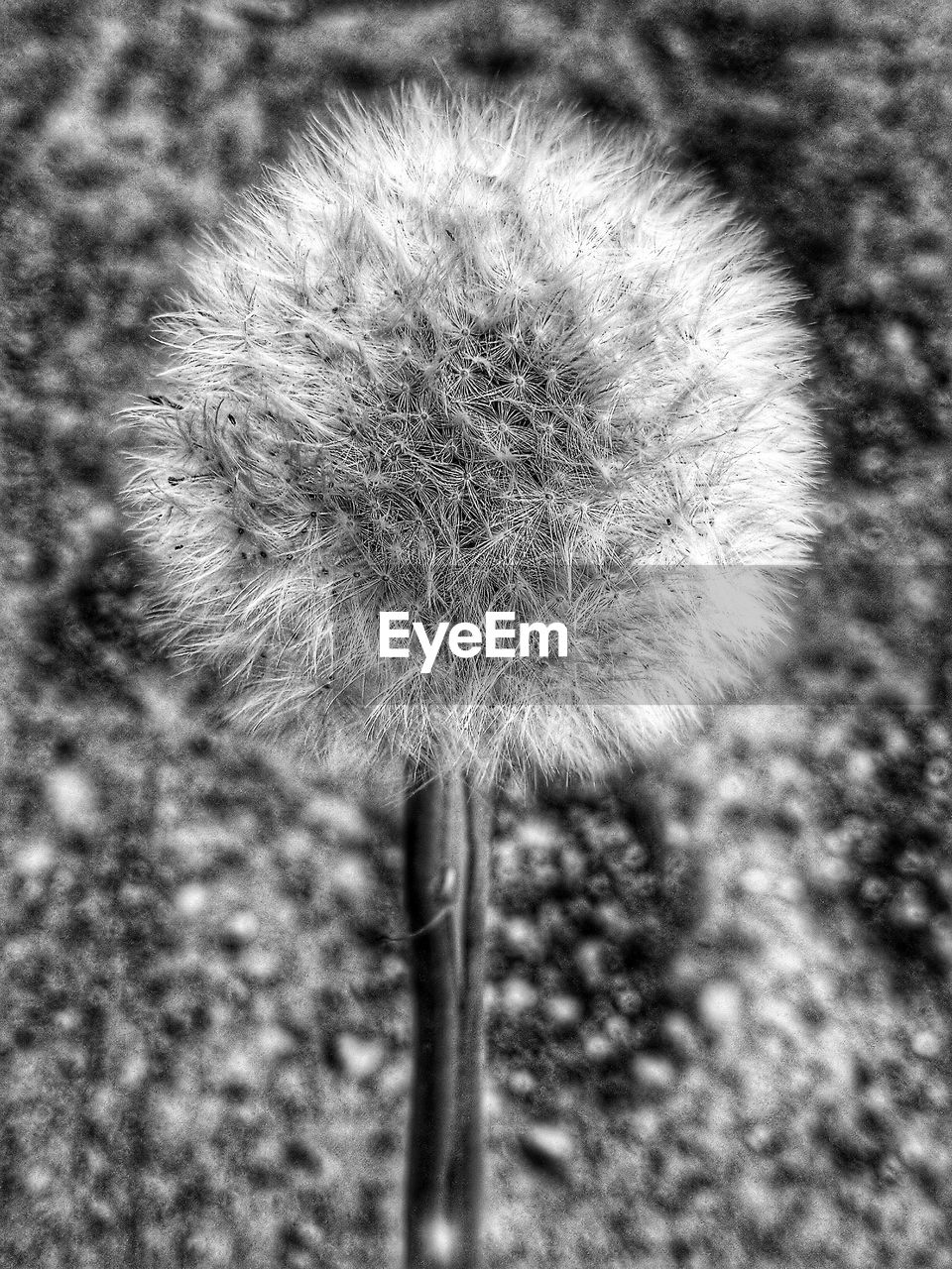 CLOSE-UP OF DANDELION FLOWERS