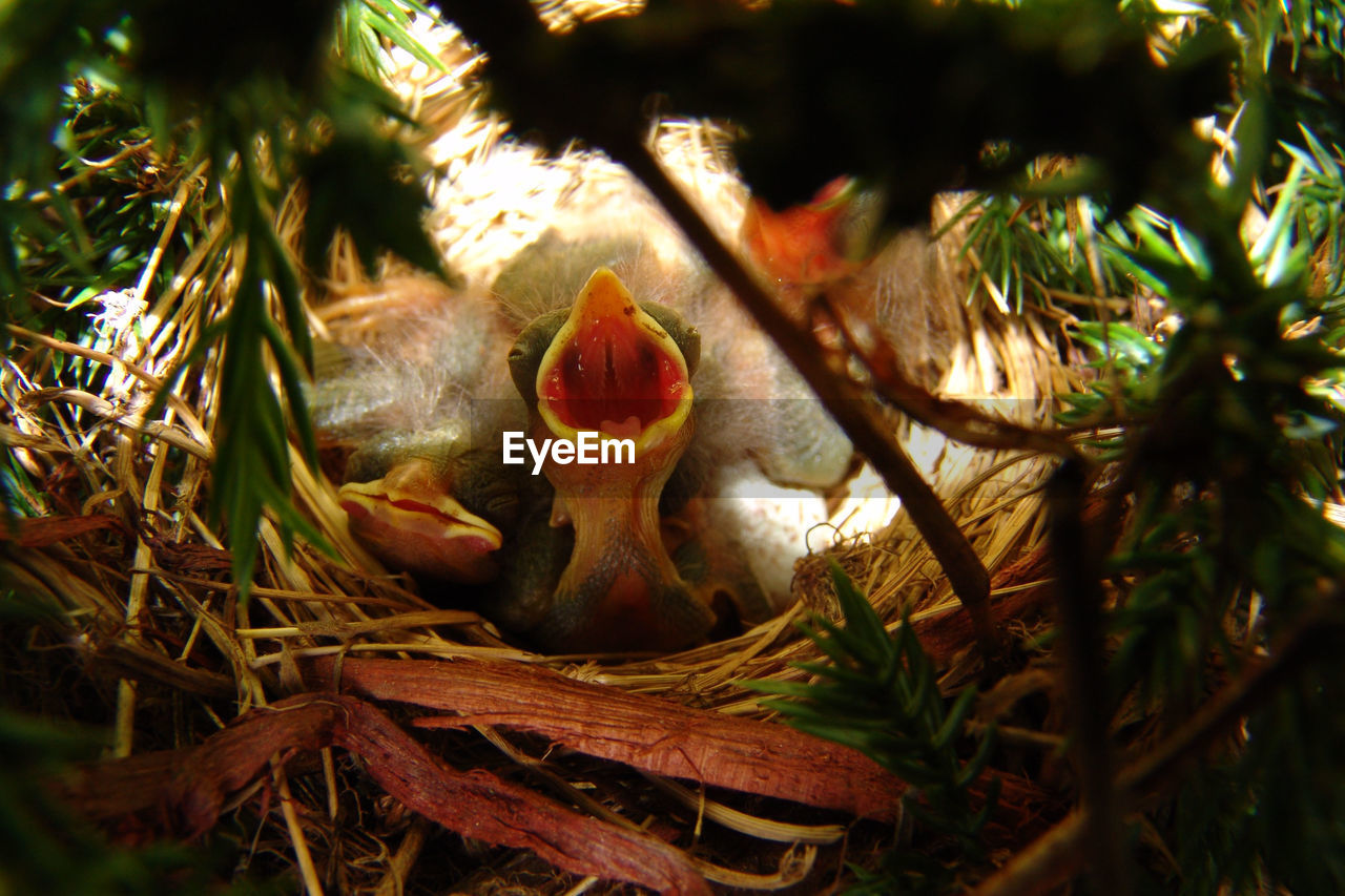 CLOSE-UP OF YOUNG BIRD ON PLANT AT PARK