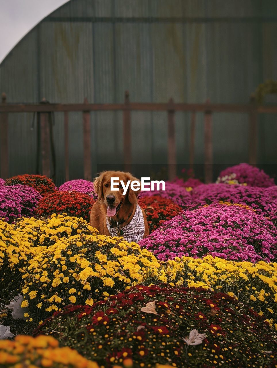 VIEW OF A DOG LOOKING AT FLOWER PLANTS