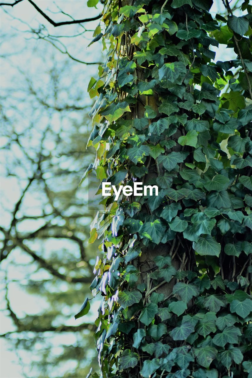 Low angle view of ivy growing on tree