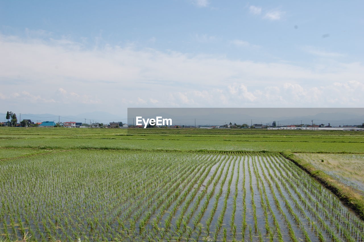 Scenic view of field against cloudy sky