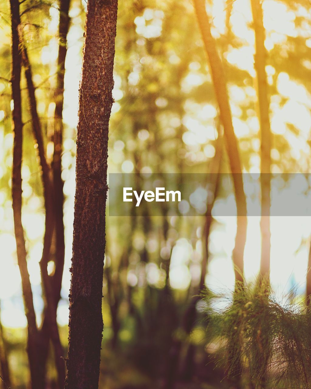 Close-up of bamboo trees in forest