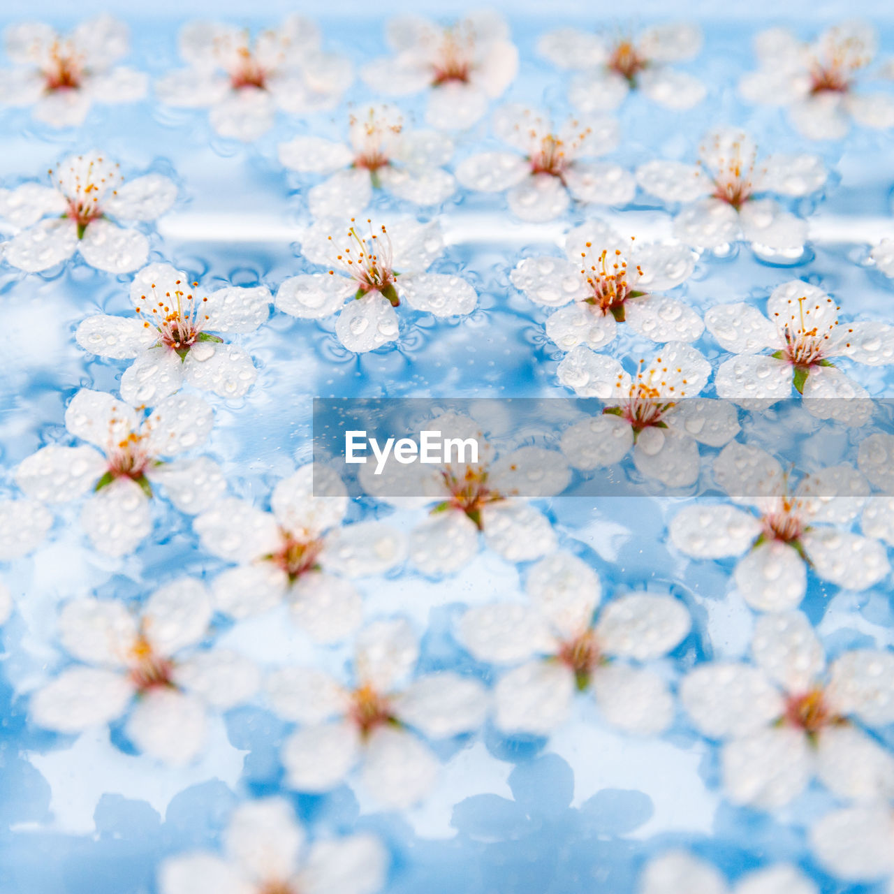 Flat lay of floating wild cherry white flowers on surface of water, pastel blue.spring time blossom.