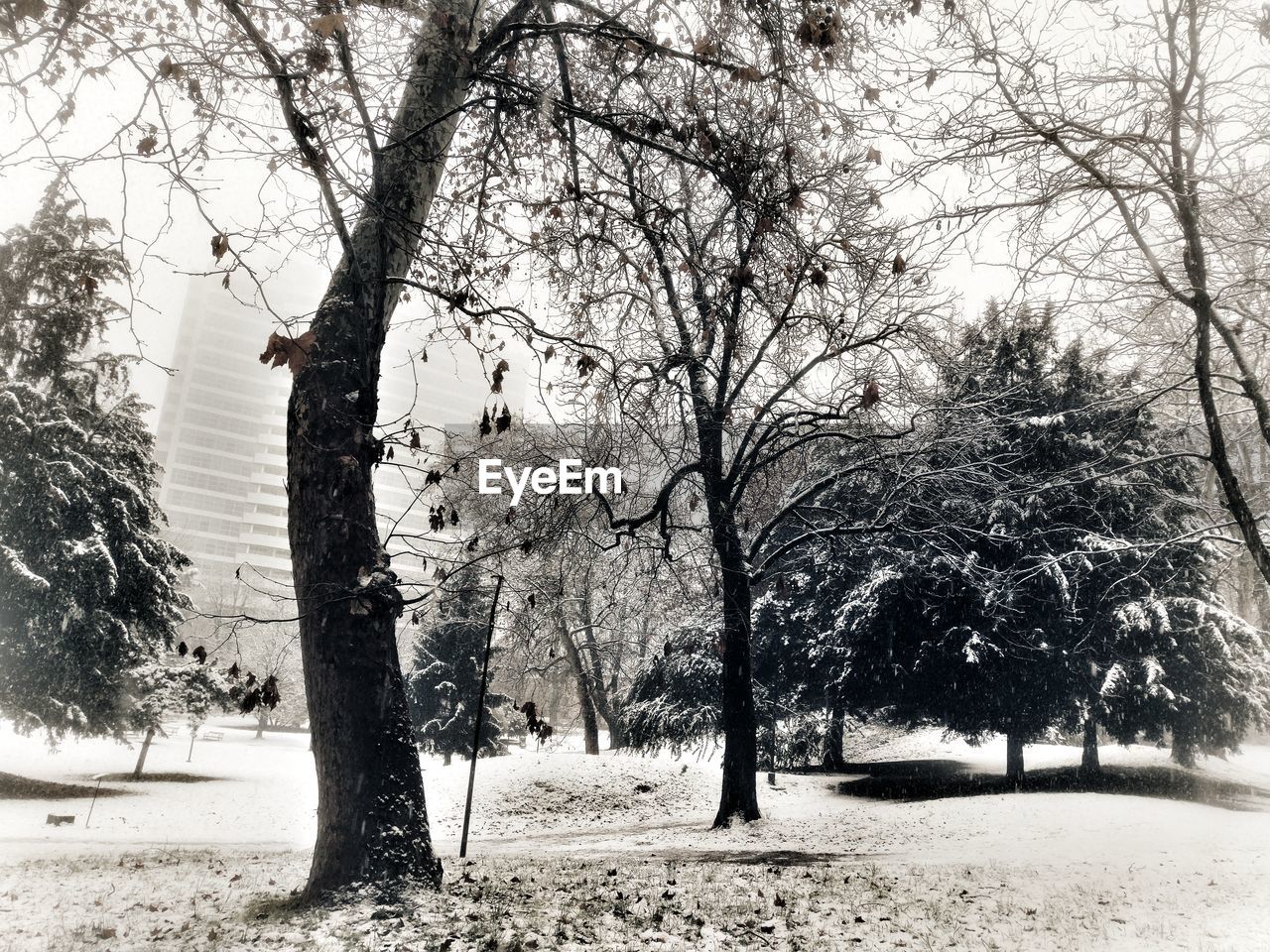 TREES ON SNOW FIELD