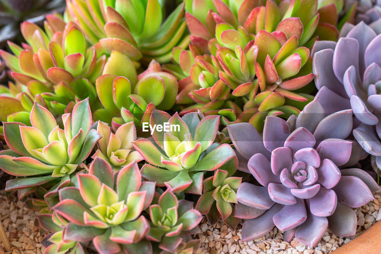 CLOSE-UP OF SUCCULENT PLANT OUTDOORS