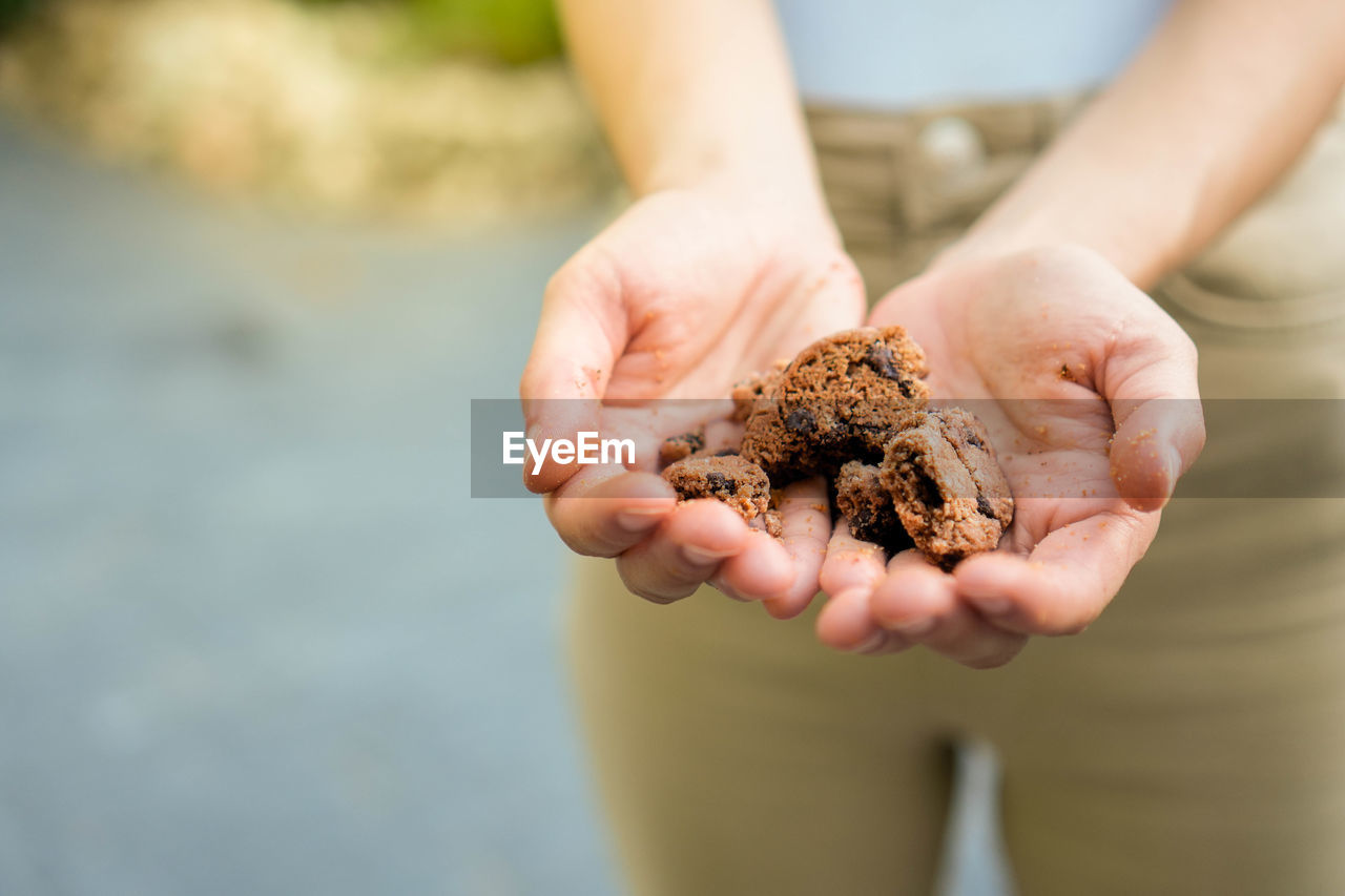 cropped hand of woman holding seashell