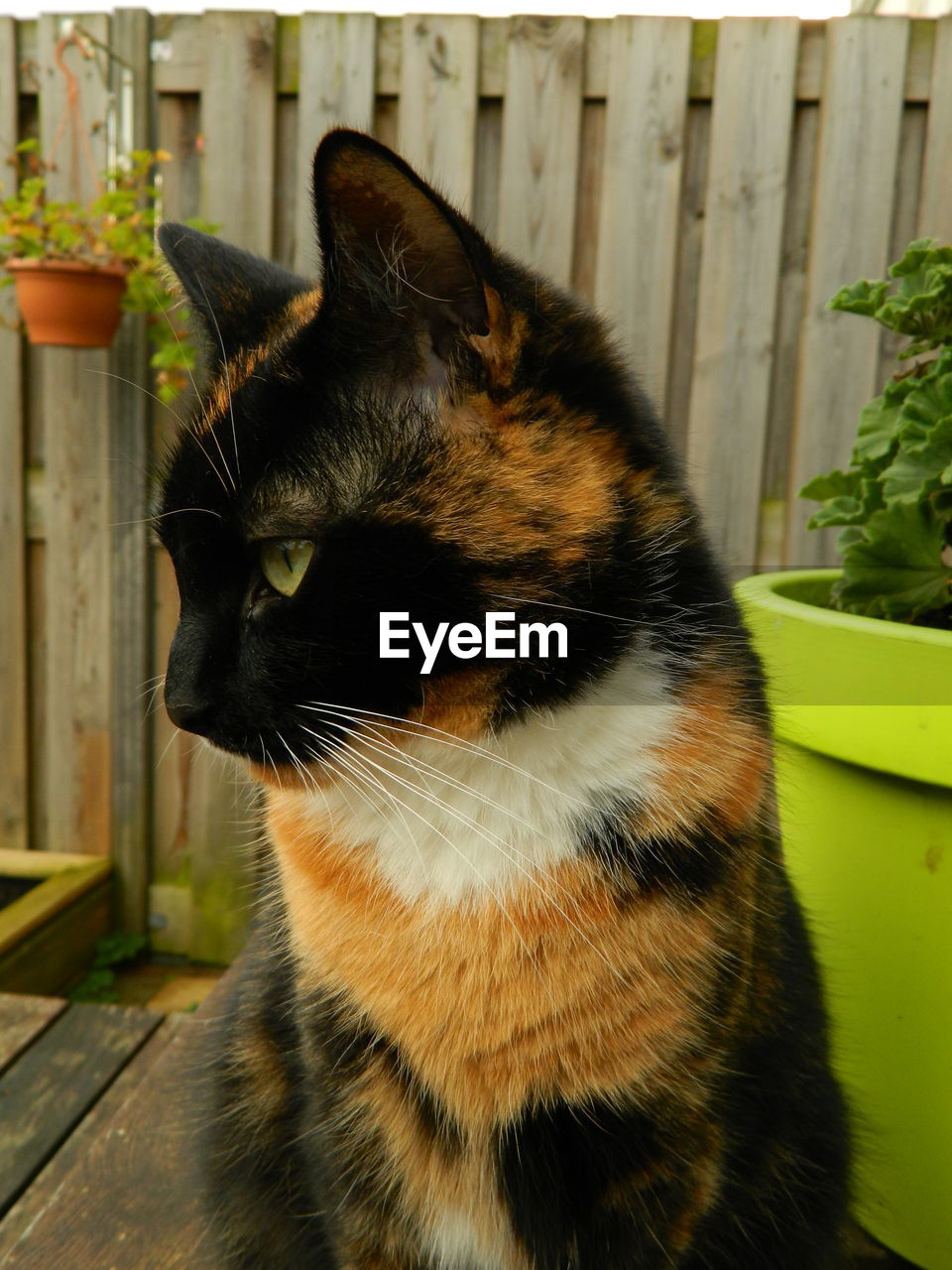 Close-up of a cat looking away