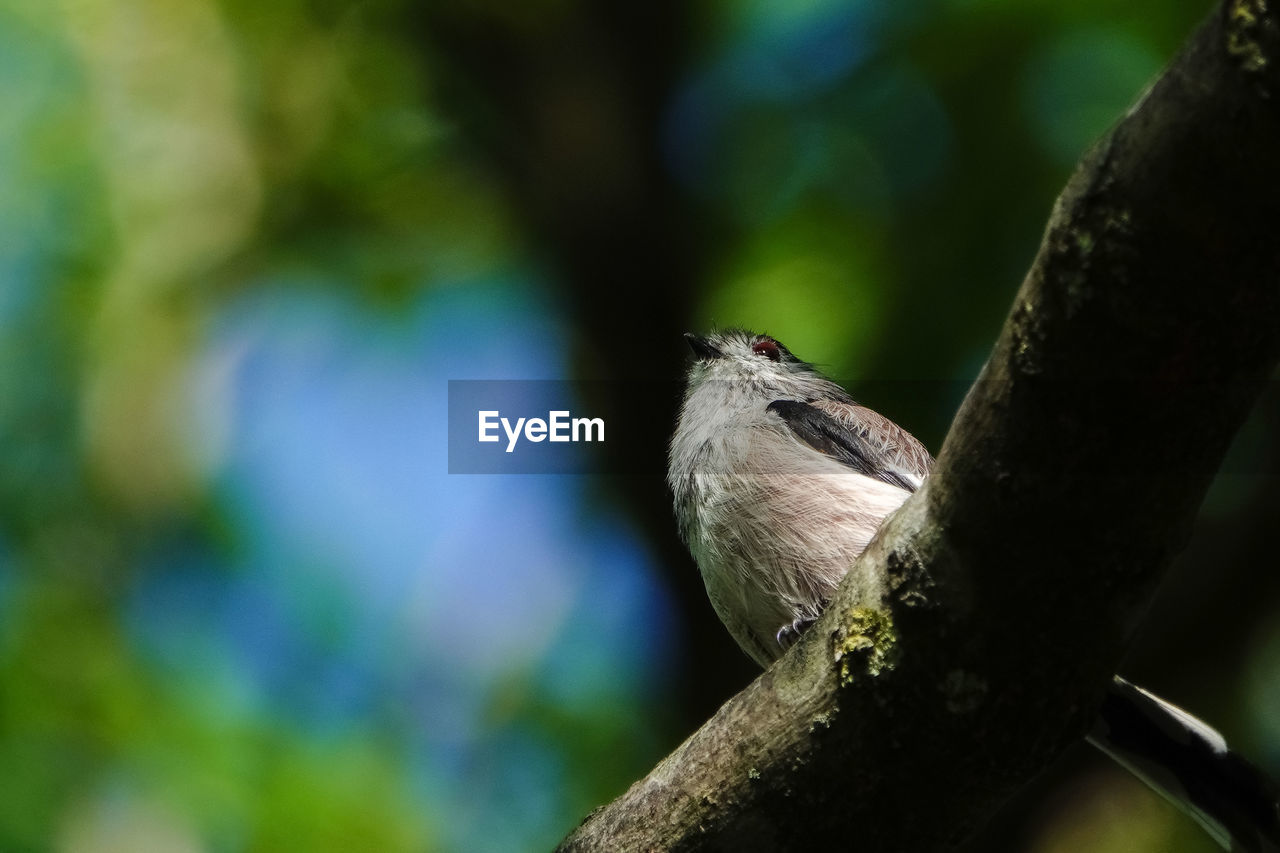 CLOSE-UP OF BIRD PERCHING ON A TREE