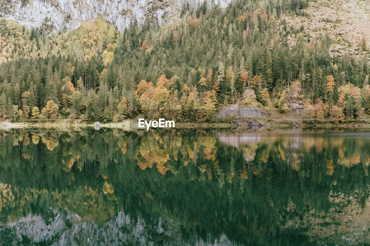 Scenic view of lake in forest