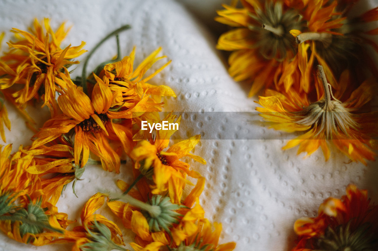 Close-up of marigold flowers on tissue paper