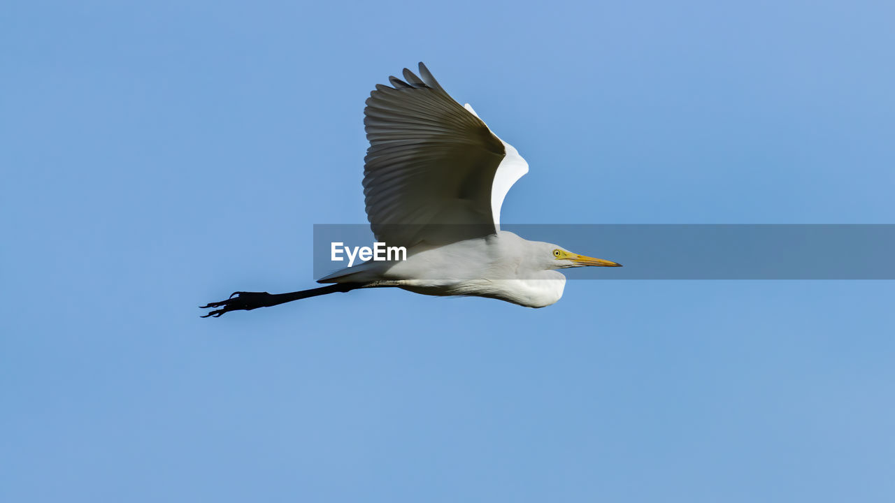 LOW ANGLE VIEW OF SEAGULL FLYING