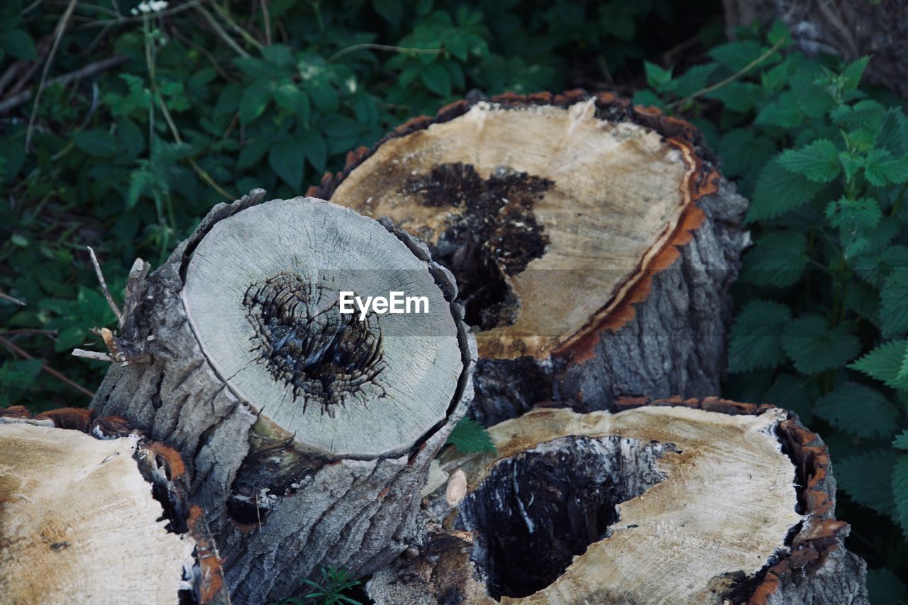 Close-up of tree logs in a  field