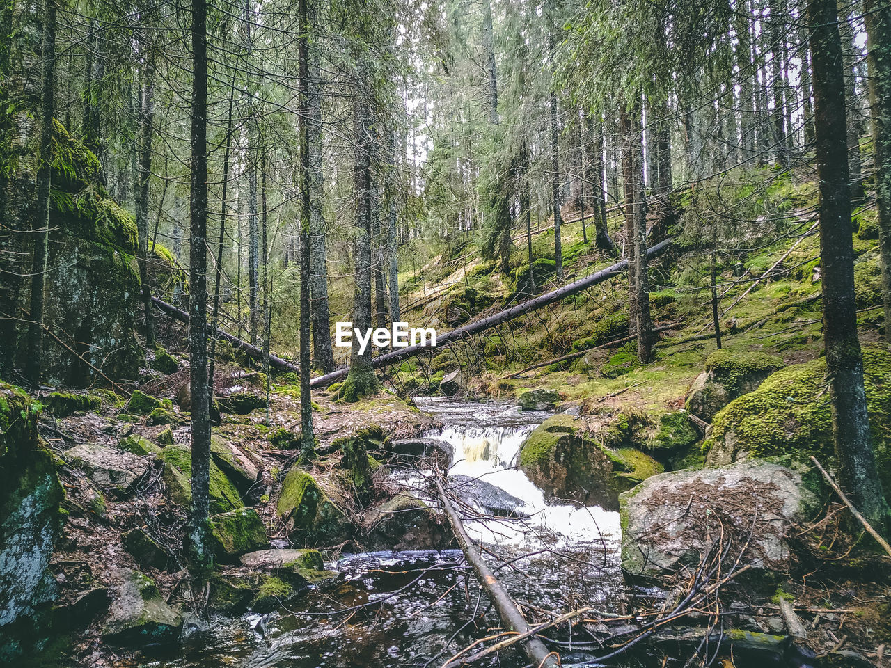 TREES AND PLANTS GROWING IN FOREST