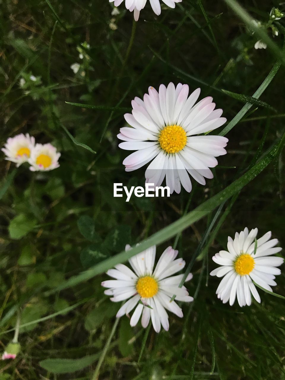 Close-up of daisies blooming outdoors