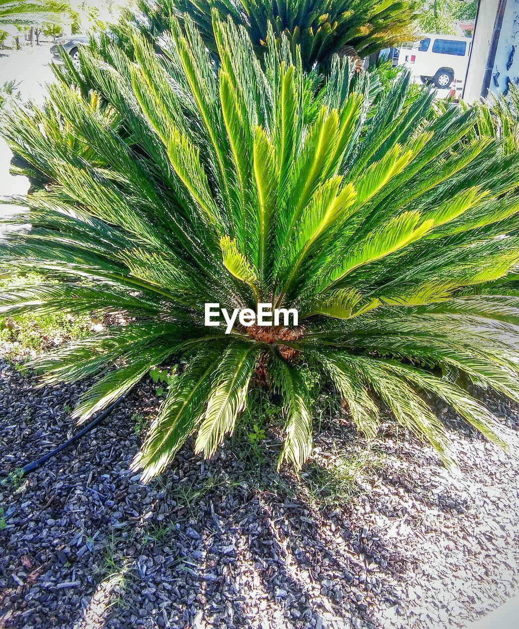 PLANT GROWING ON PALM TREE