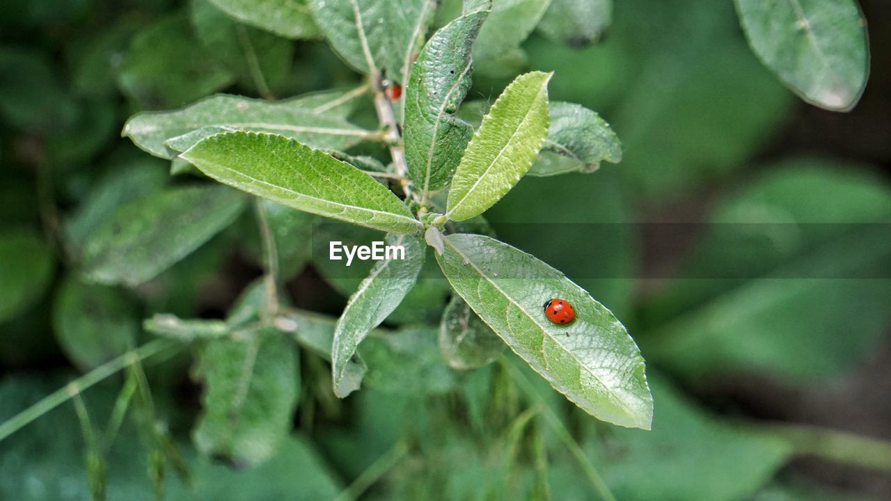 HIGH ANGLE VIEW OF INSECT ON LEAF