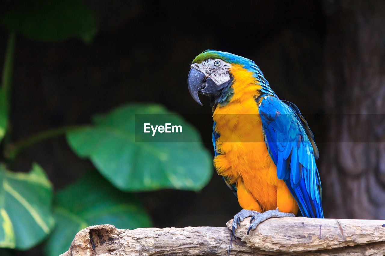 Close-up of macaw perching on wood