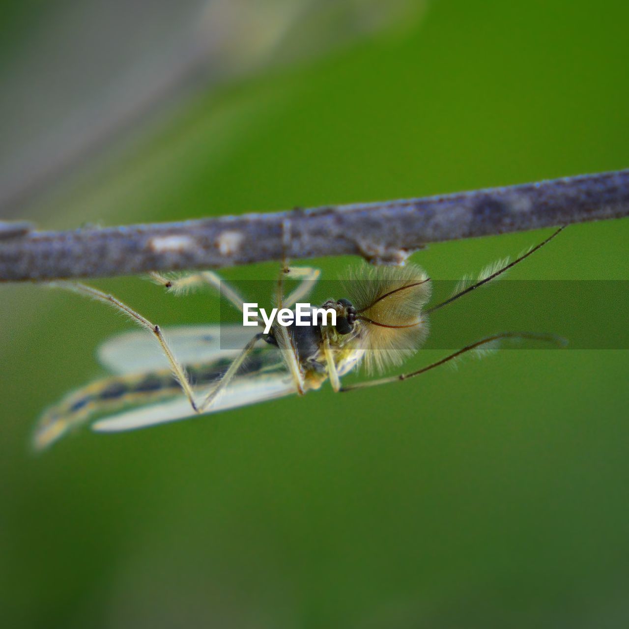 CLOSE-UP OF SPIDER ON PLANT LEAF