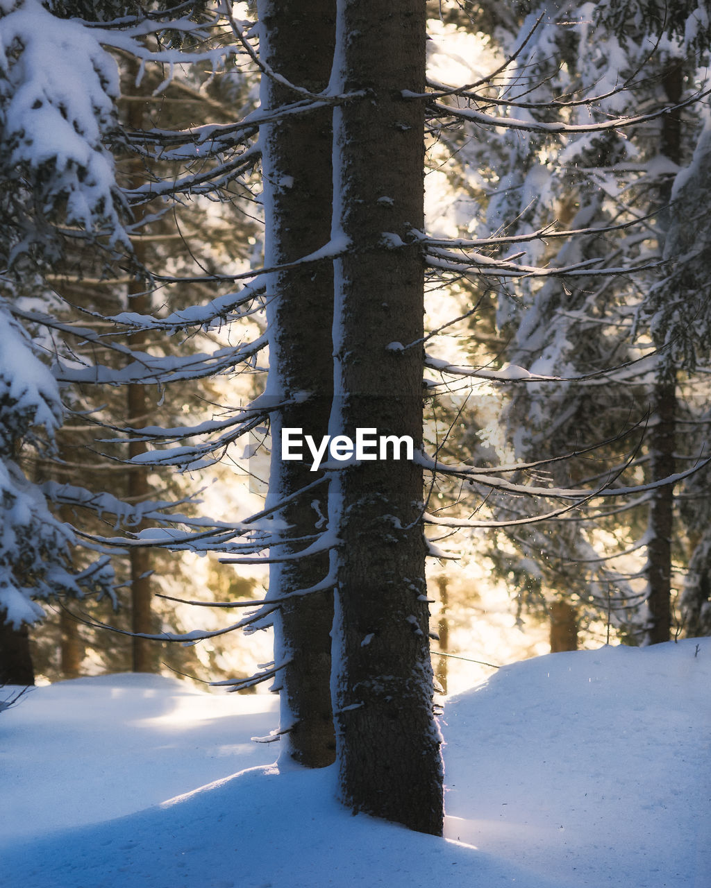 Trees in snow covered land