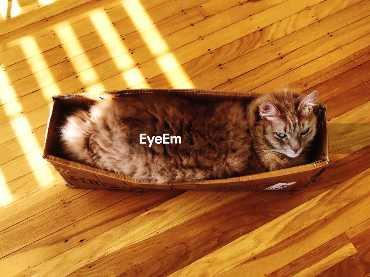 HIGH ANGLE VIEW OF CAT LYING ON WOODEN FLOOR