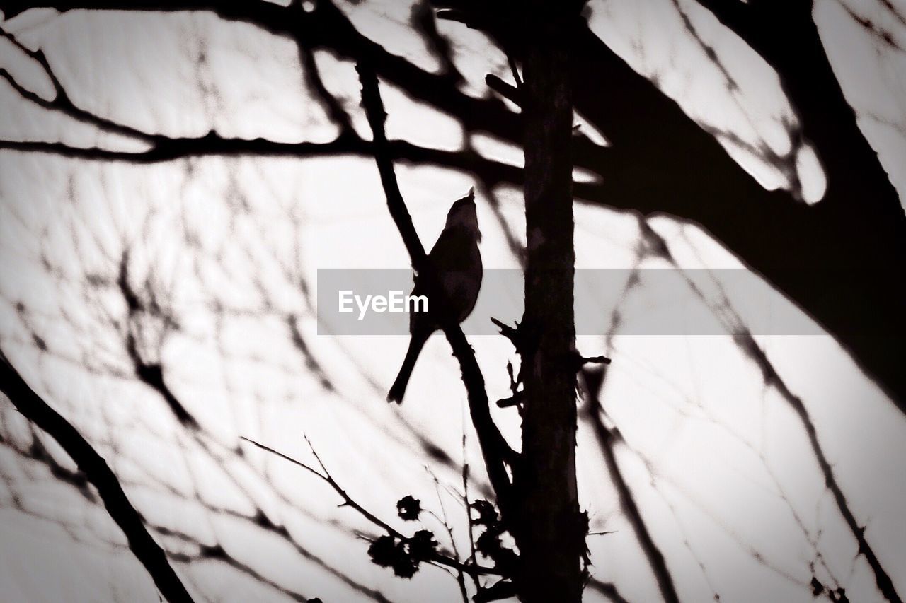 LOW ANGLE VIEW OF BIRDS PERCHING ON TREE