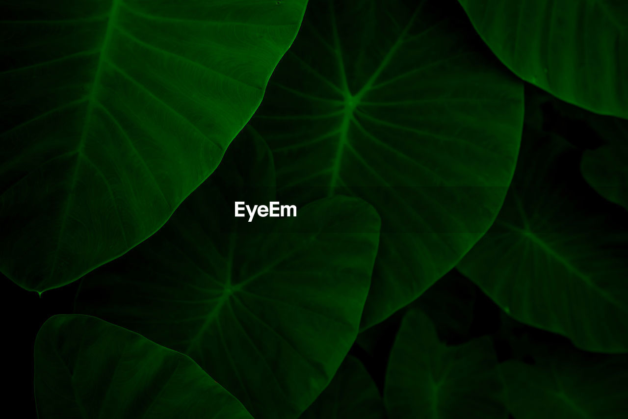 Closeup green leaves of elephant ear in jungle. green leaf texture background with minimal pattern.