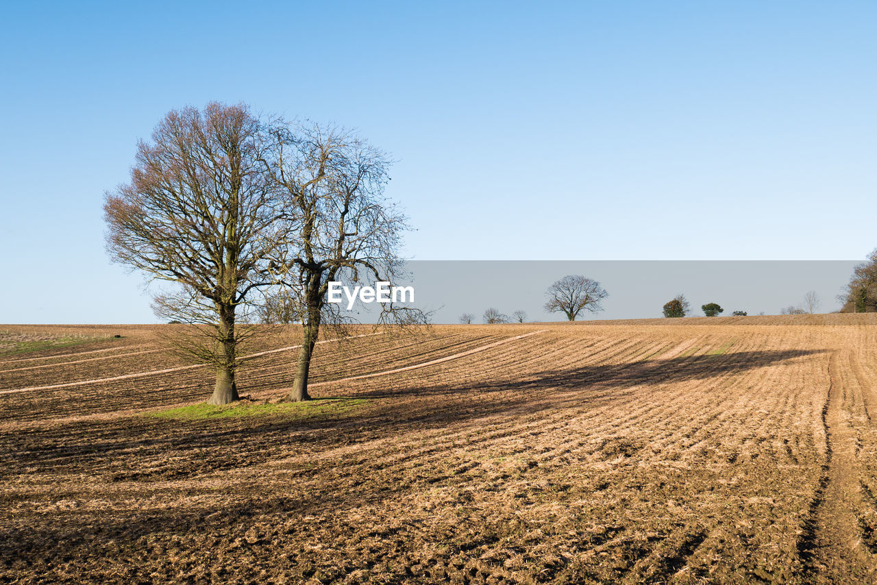 AGRICULTURAL FIELD AGAINST CLEAR SKY