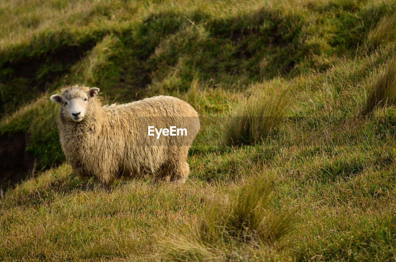 SHEEP ON A FIELD
