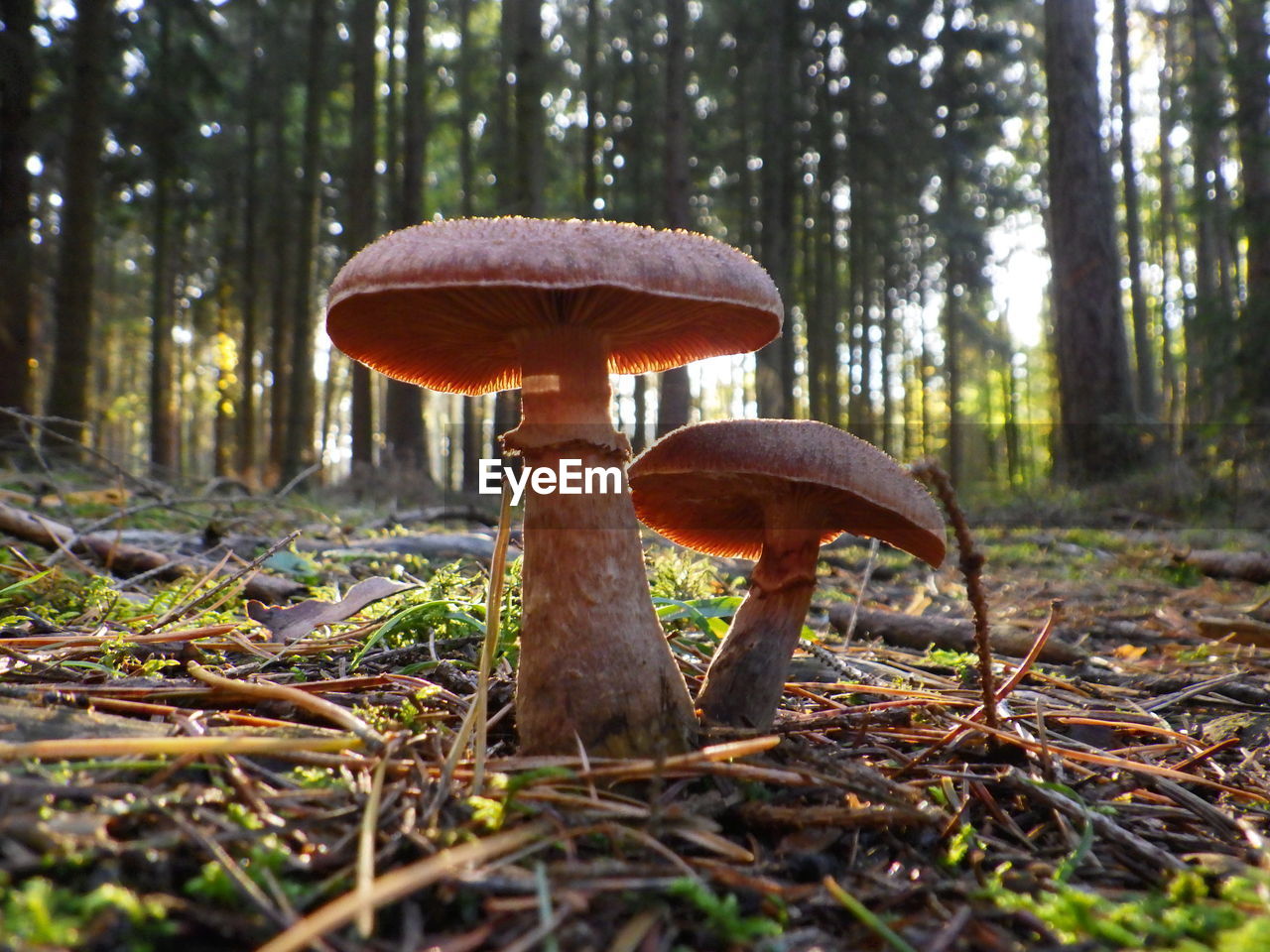 CLOSE-UP OF MUSHROOM GROWING ON LAND