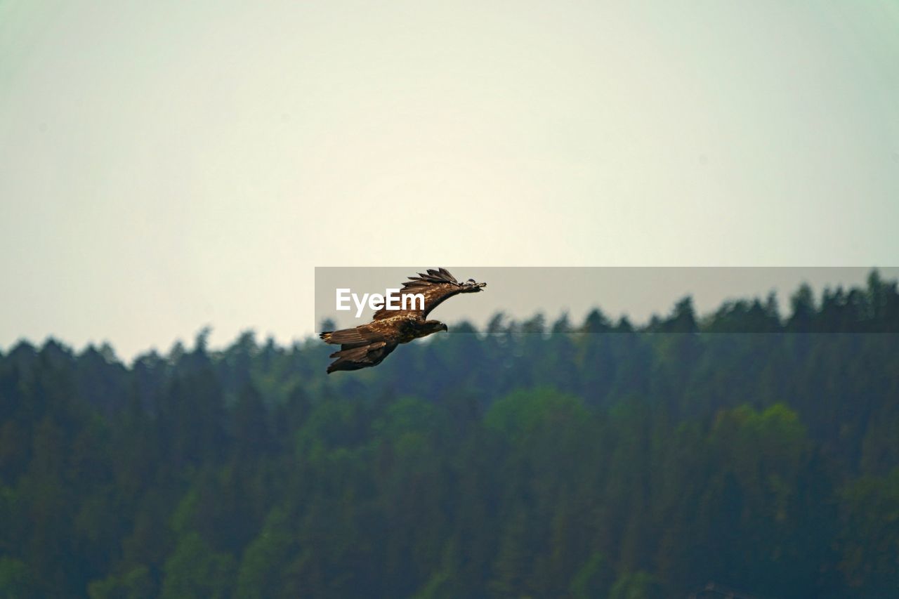 BIRD FLYING OVER A FIELD