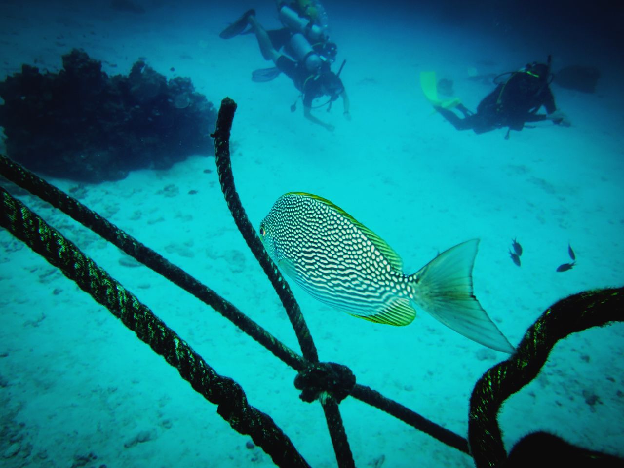 UNDERWATER VIEW OF SEA