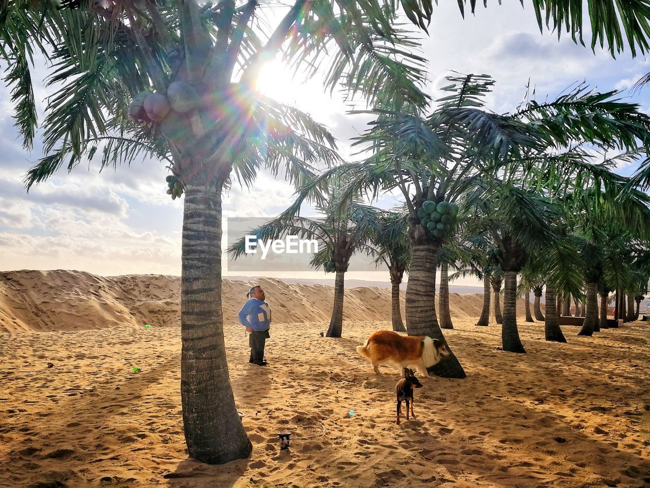 Dogs and trees at beach