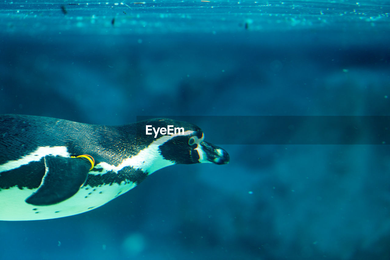 Penguin swimming in sea