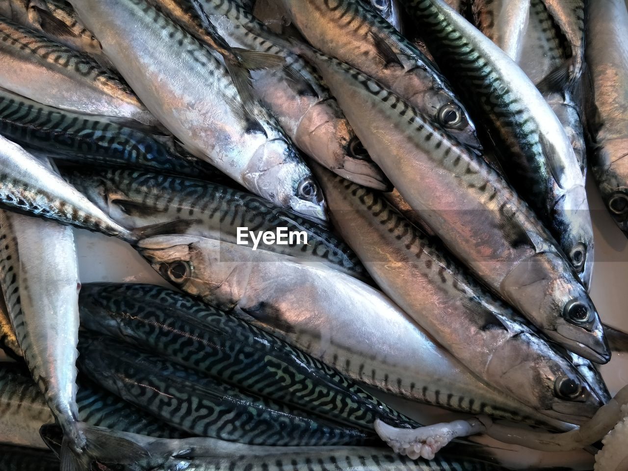 CLOSE-UP OF DEAD FISH FOR SALE IN MARKET