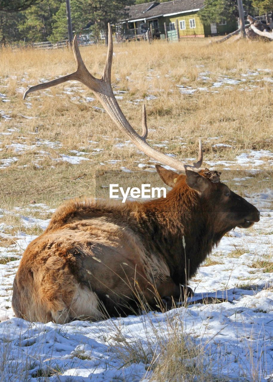 Side view of elk in field