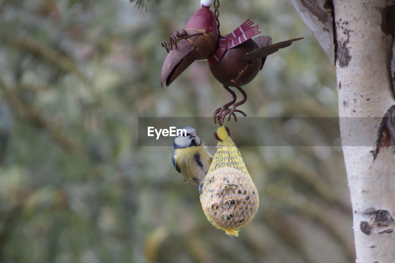 Close-up of titmouse