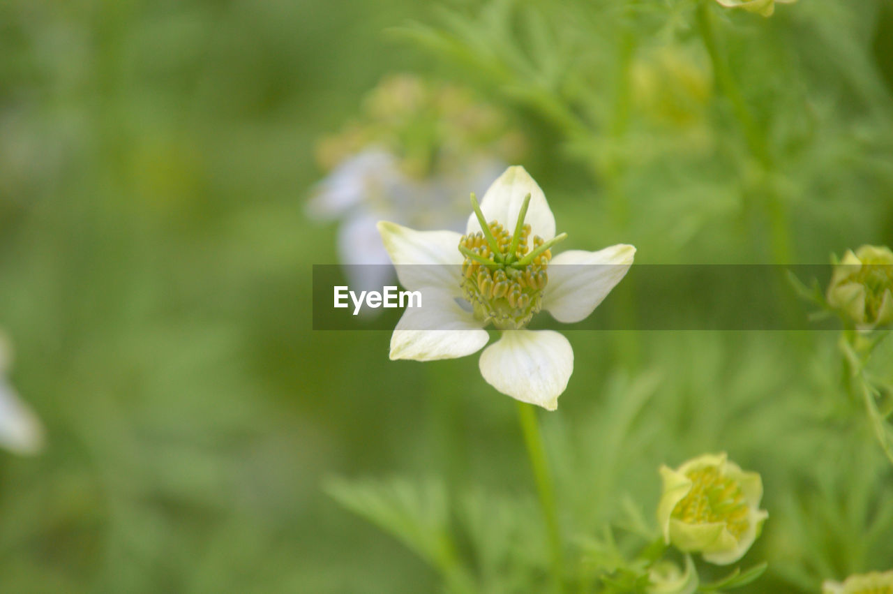 Close-up of white flowering plant in bangladesh.