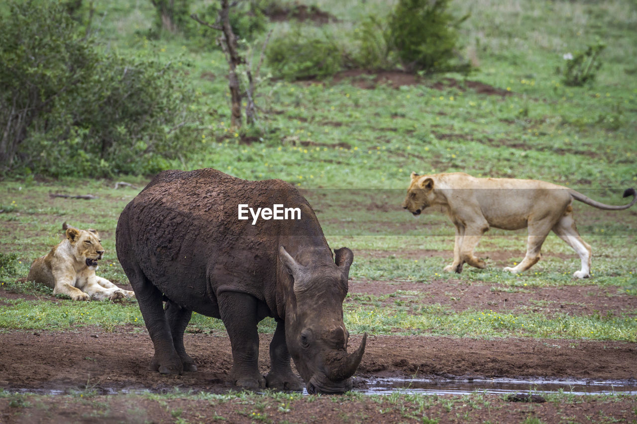 Rhinoceros drinking water