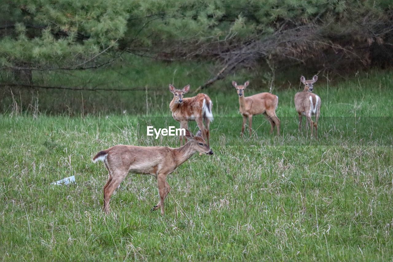 Deer in a field