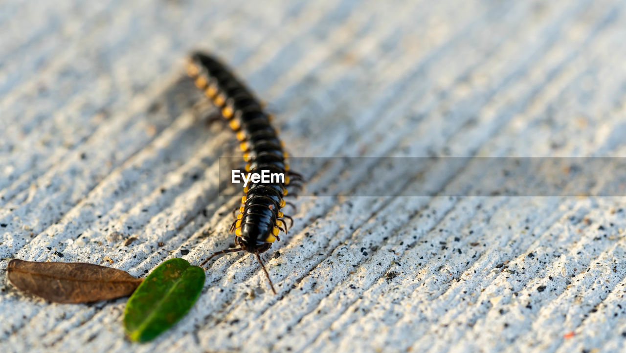 CLOSE-UP OF CATERPILLAR ON WOOD