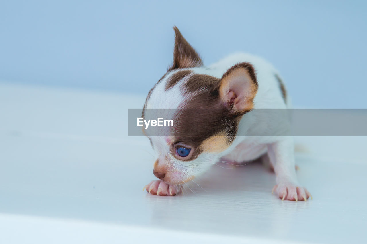animal themes, animal, one animal, pet, mammal, domestic animals, lap dog, dog, young animal, indoors, carnivore, canine, no people, cute, studio shot, puppy, blue, looking, chihuahua, animal body part, french bulldog, copy space