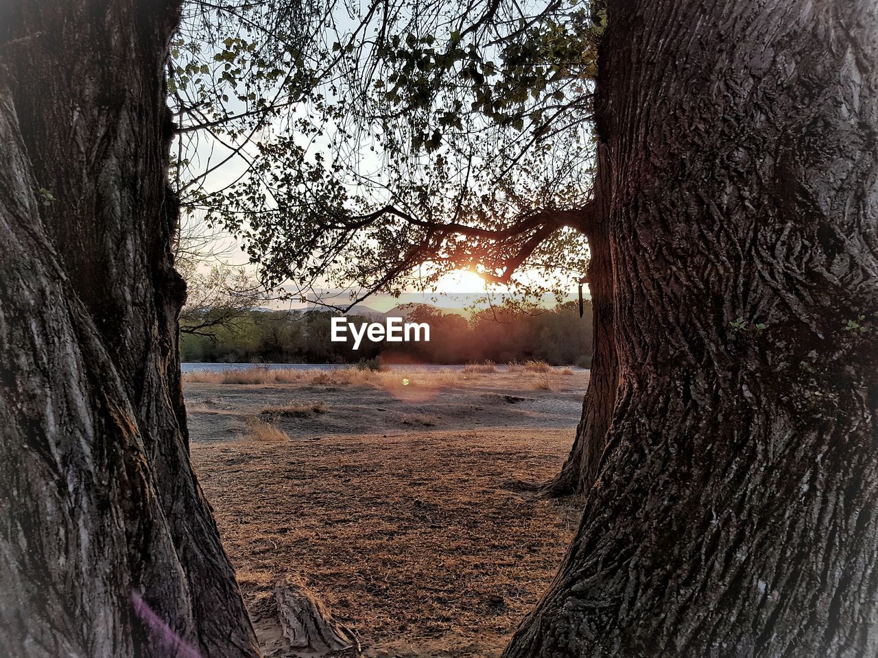 BARE TREE IN LAKE DURING SUNSET