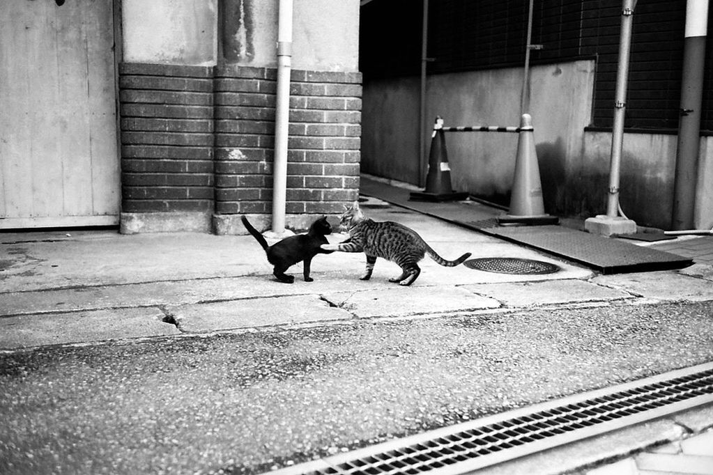 Cats fighting on sidewalk against wall