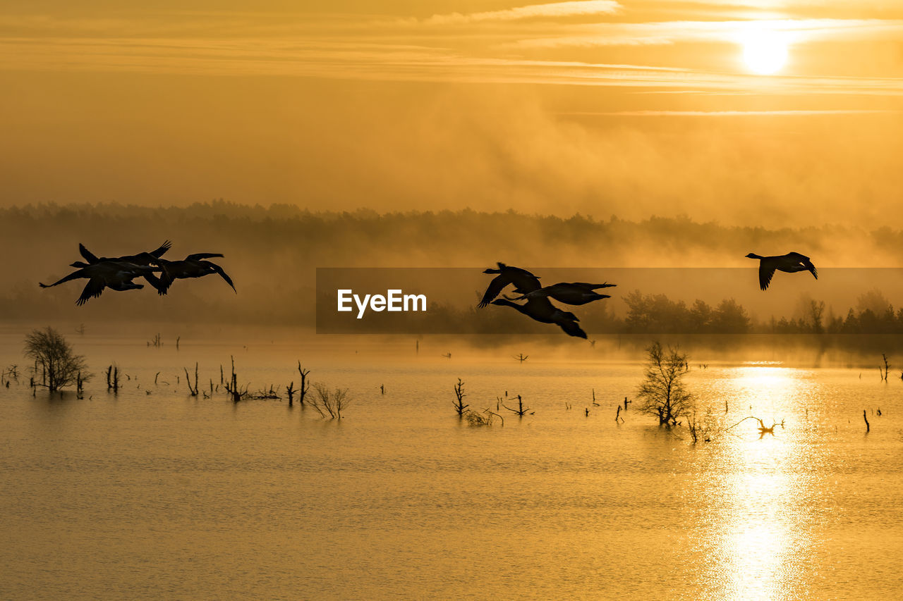 SILHOUETTE BIRDS FLYING OVER SEA AGAINST SKY