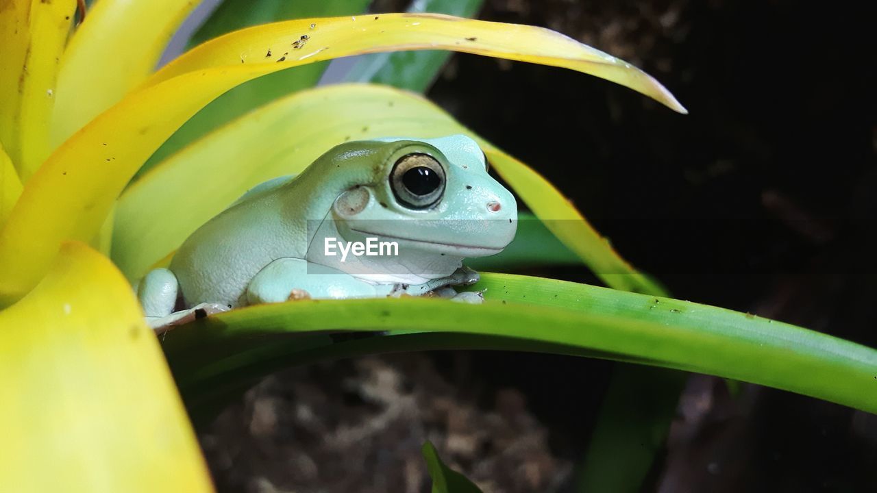 CLOSE-UP OF FROG