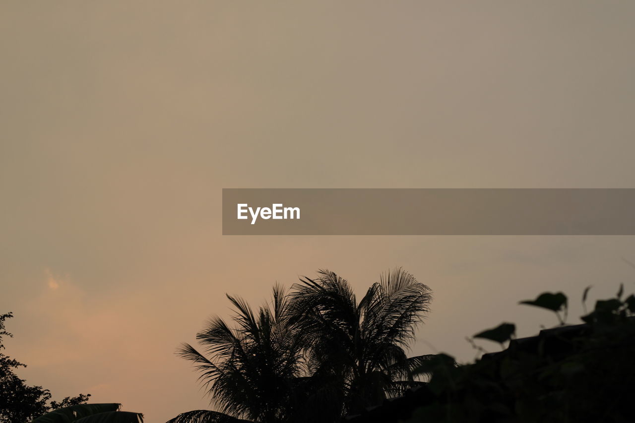 LOW ANGLE VIEW OF SILHOUETTE COCONUT PALM TREES AGAINST SKY DURING SUNSET