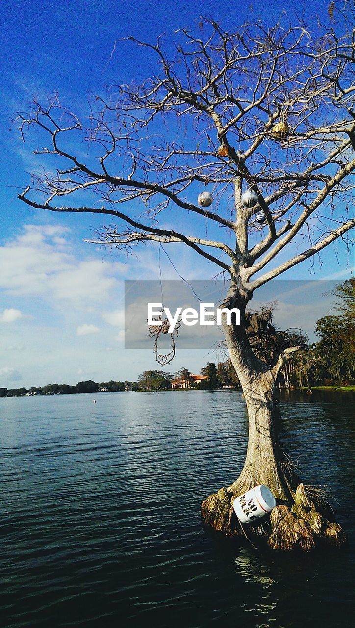 Trees on lakeshore against cloudy sky