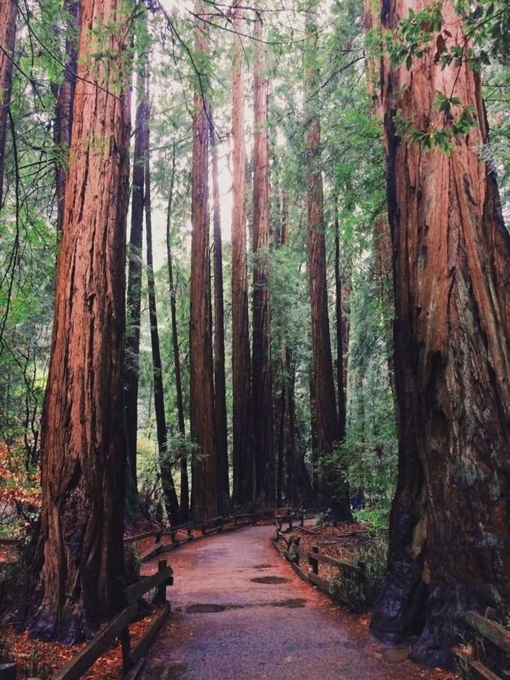 FOOTPATH PASSING THROUGH FOREST